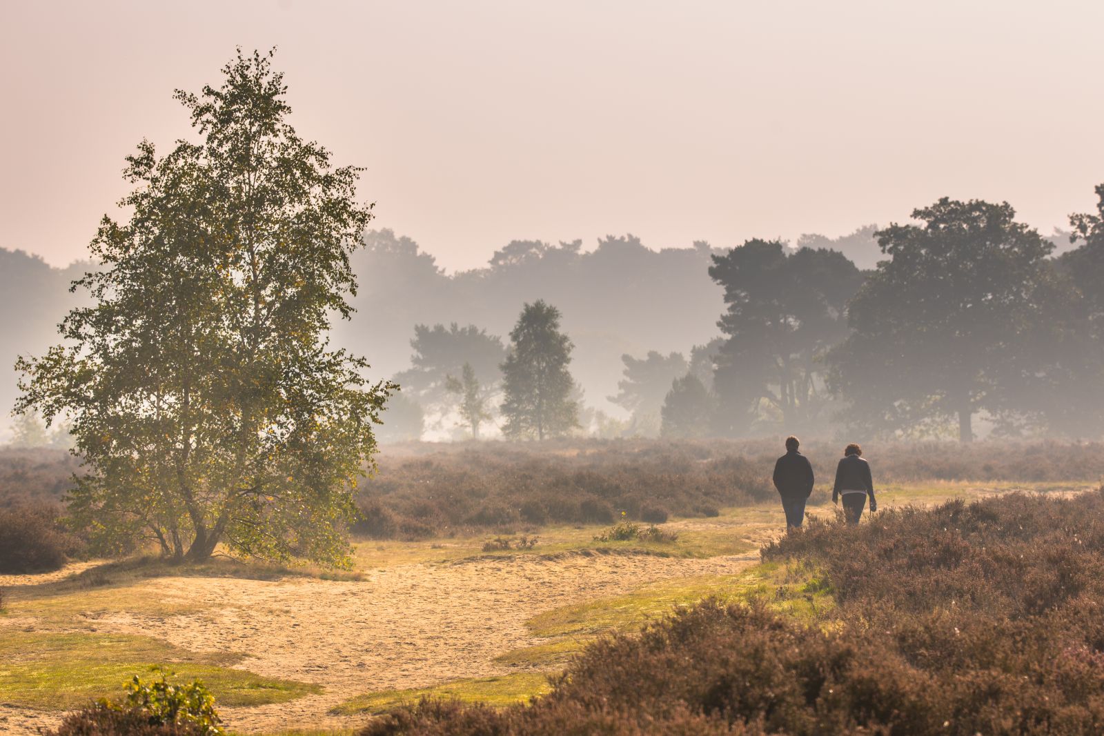 Veluwe.jpg